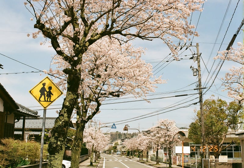 さくらの花は”わくわく”に引き寄せられる
