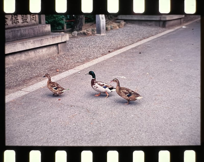 リバーサルフィルムが今よりずっと安かった時に撮った写真です。
