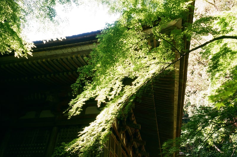 室生寺に行ったときに撮影しました。
７００段の階段を登り奥の院にも行きました。