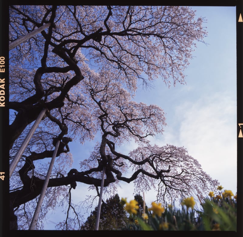大子町にあるしだれ桜です
この日40mmを持っていかなかったことに後悔しましたが、見返すとこれはこれで良かったかなと思いました
初めて行く場所に何ミリのレンズを持っていくかいつも悩みますね、それがまた楽しいのですが