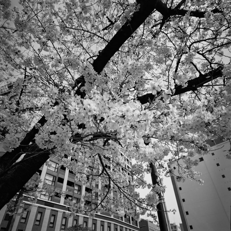 色味は想像してください🌸

去年手に入れたばかりのSWCでのモノクロは、すぐに確認できるのでXP2 superを使いがち 笑