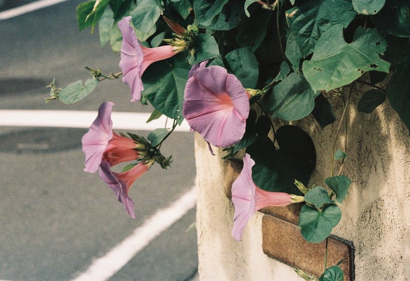 秋のイメージじゃないけど、初冬まで咲いている