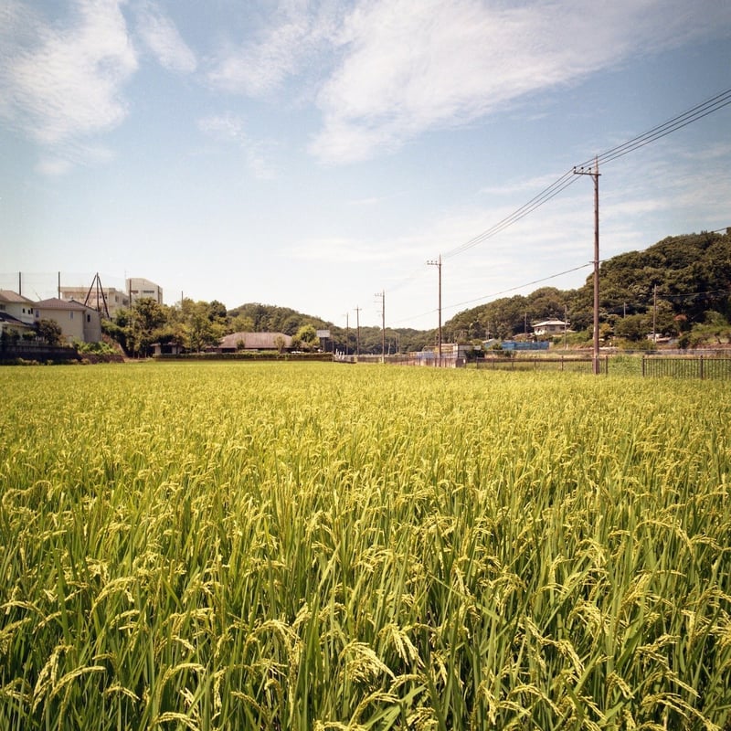 食べたことはない