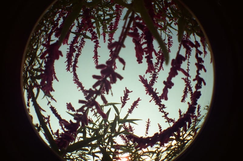 プラスチックの魚眼レンズ
📷Lomography  fisheye2