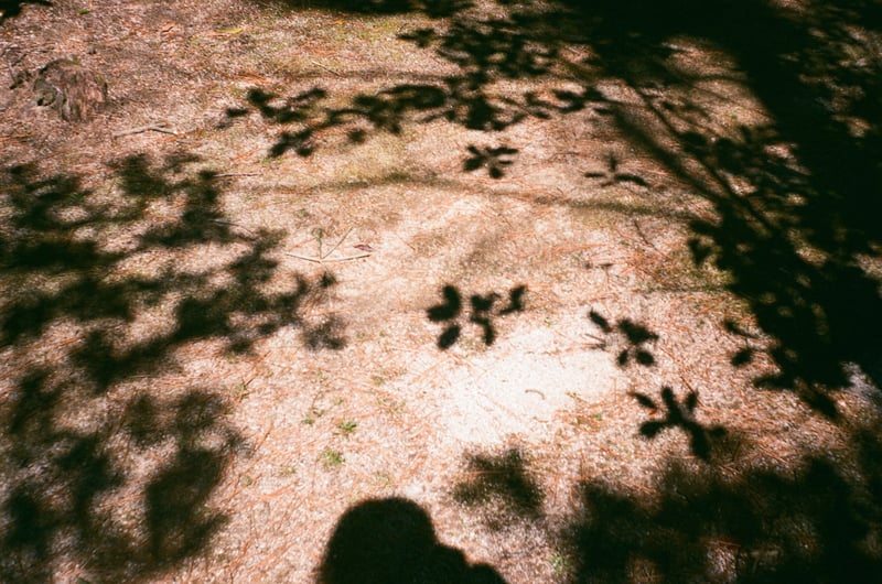 影。
葉っぱの形でかわいい🌿