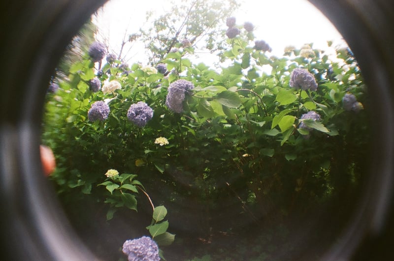 魚眼レンズと紫陽花