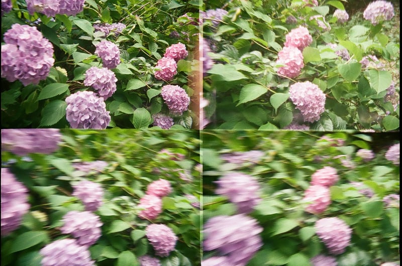 4連写カメラと紫陽花