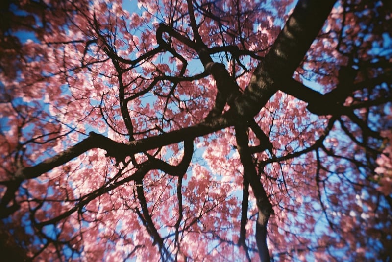 はじめてのフィルム撮影です。
桜の木の下に入り、完全に真下から撮影しました。

撮影日　20240316
