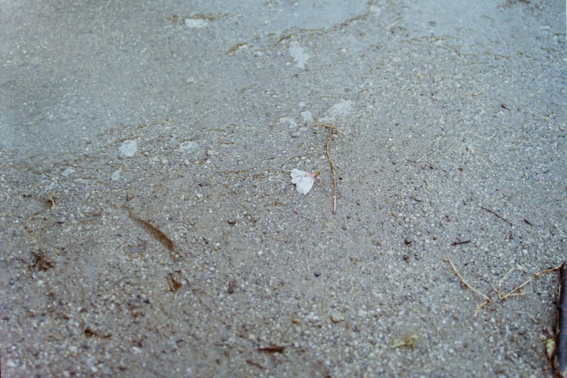 近所の公園で雨後の桜を撮影しました。
タイトルそのものを狙いましたが、そううまくはいきませんでした。

タイトルは祖父が予科練にいた時、姉から送られた手紙の時候の挨拶です。上官含め隊内で話題になったとのことです。

撮影日　20250402