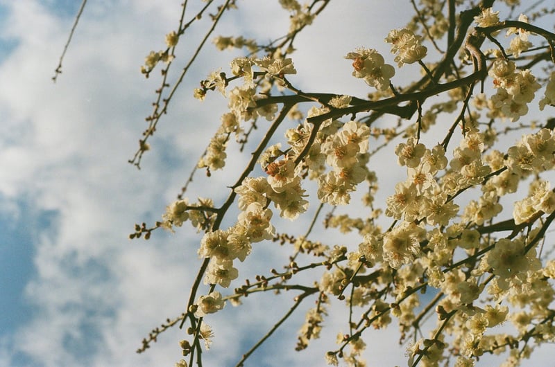 これ、白梅なんですけどアンダーにこけて緑の花びらになっちゃったね。