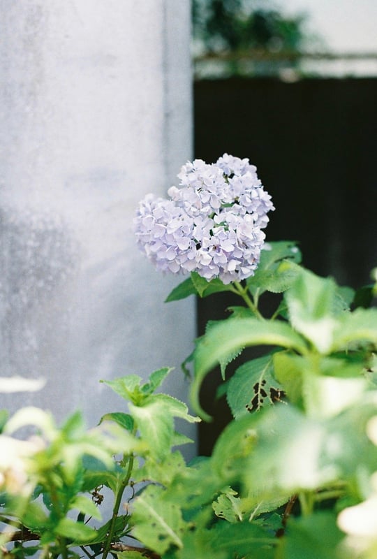 暑さのせいか近所で見かける紫陽花すぐにくたびれてしまって、生き残りを見つけて撮りました