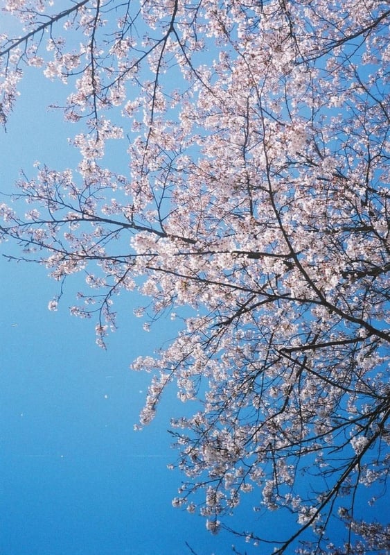 ハーフカメラで撮った写真。粒子荒めなところ、空の青と花びらのぴんく色のコントラストがすきです。花びらが風に吹かれた瞬間を撮れてよかった。
カメラを始めた、かなり初期のころに撮った記憶があります。