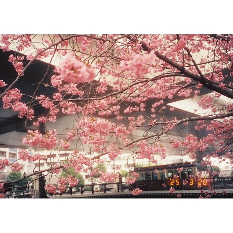 川沿いに咲いてた横浜緋桜越しに周遊バスのあかいくつが見えるのが個人的に気に入っております。