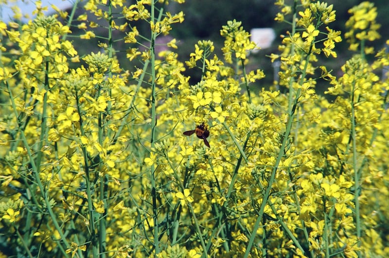 丸くてかわいい蜂（マルハナバチ？）でした。