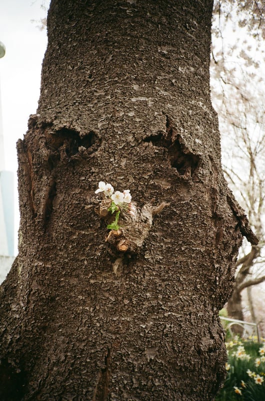 胴咲き桜かなと思ったけど、よく見たら伐採した枝から咲いてますね