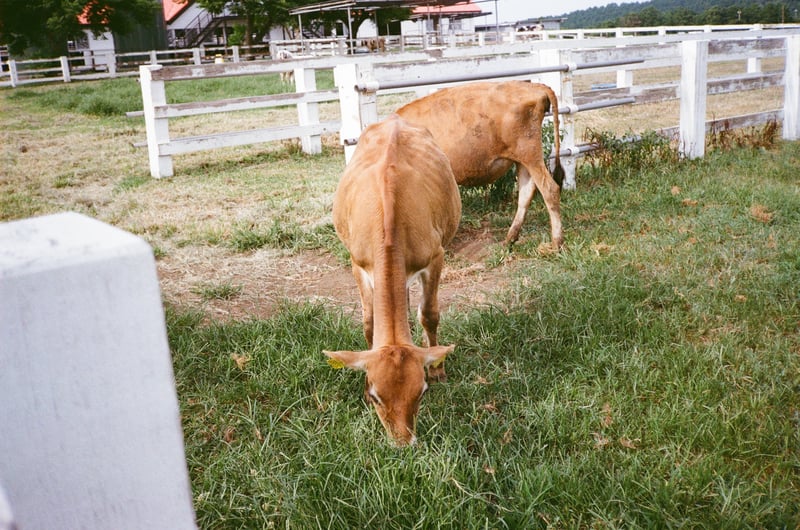 ‪🐂🏠