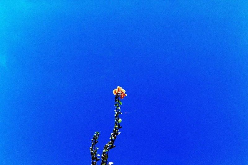 .
🌺
.
IG→@put_your_moment_still
.
📸Nikon F3
🎞️MARIX 800T
.
.