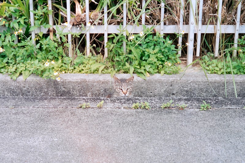 沖縄の地域猫