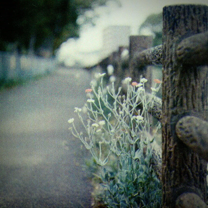 期限切れフィルムで撮ってみました
(20年前の物)