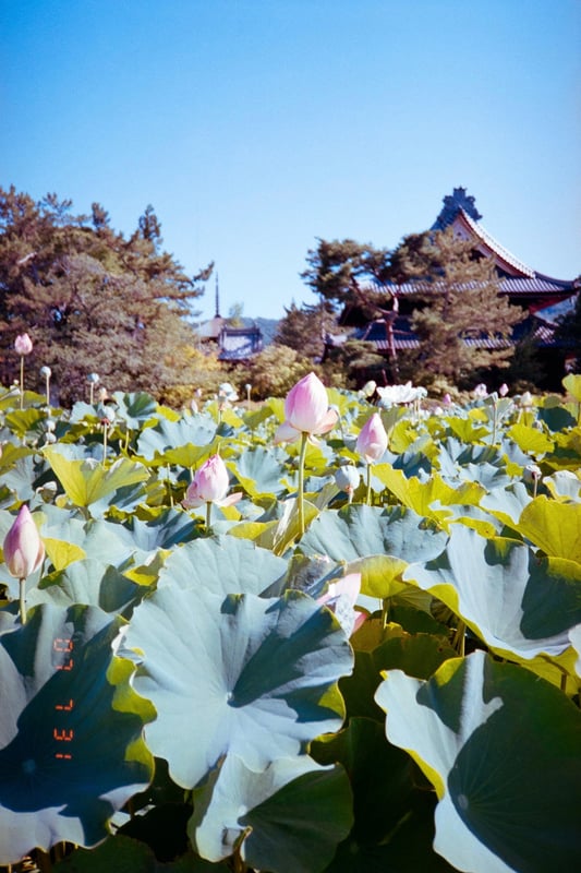 夏に元気な花と言えば向日葵が代表的ですが、ハス🪷も長く楽しめますね！