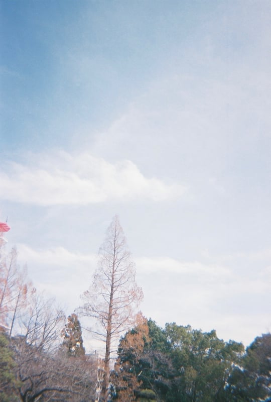 2月頃の空は澄んでいてなんだか淡い感じがする