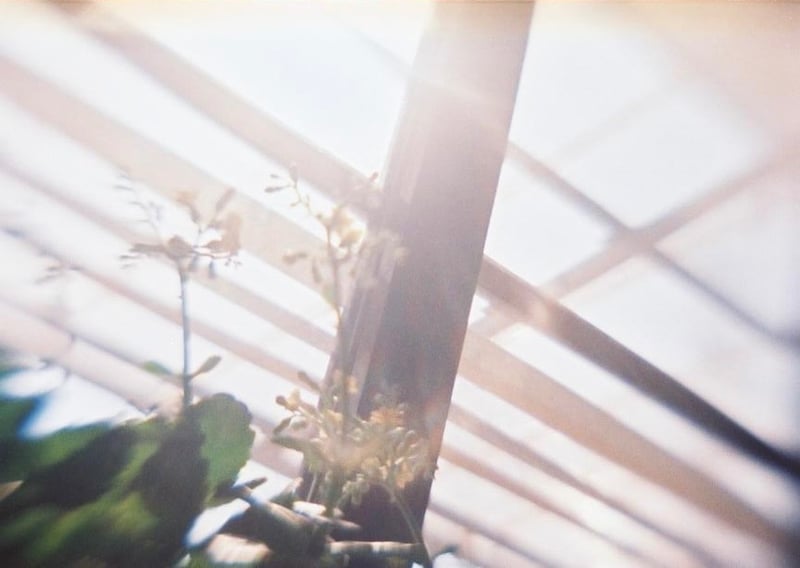 光を浴びてすくすく育つ