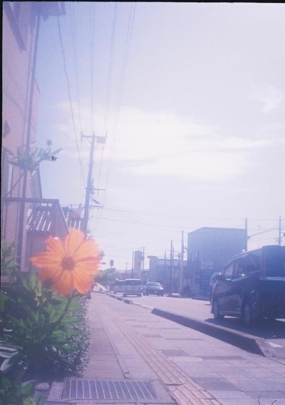 道脇に咲くガーベラ