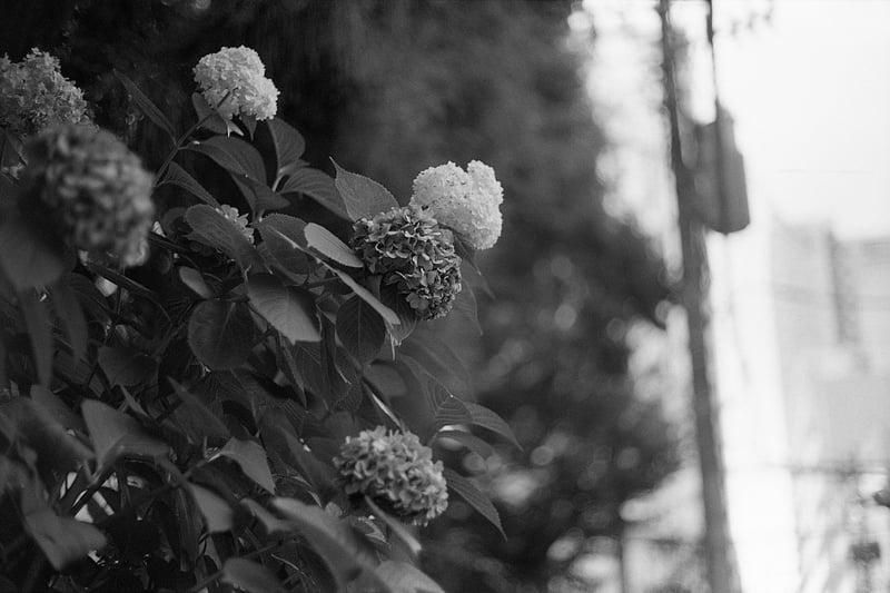 1+30 20C 11:00 30/60/1
EI100
spur silversalt developer