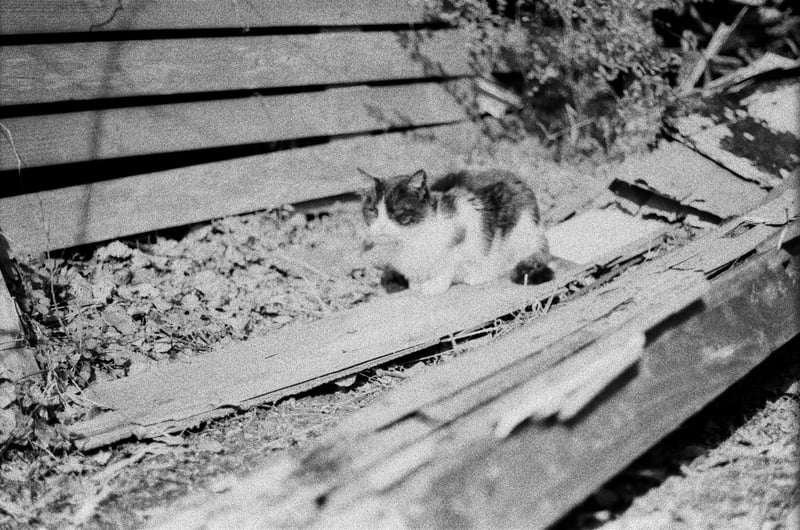 絶妙にピンボケしている。猫同様寝ぼけた感じに。