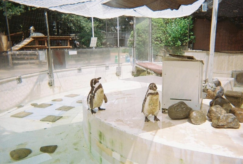 井の頭自然文化園のフンボルトペンギン🐧
ちょうど羽毛が抜け換わる時期で、モコモコしていました。

後ろにヤギさんも写り込んでいます🐐
(📸2025.8)