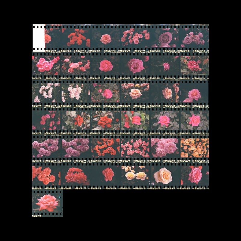 F2 + Micro-Nikkor-P.C Auto 55mm f3.5 + ULTRA MAX 400 + C41