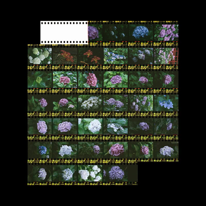 F2  + Micro-Nikkor-P.C Auto 55mm f3.5 & Micro-Nikkor 105mm f4 + SUPERIA PREMIUM 400 + C41