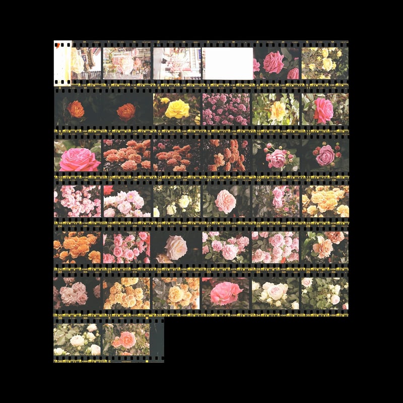 F2 + Micro-Nikkor 105mm f4 + Yes!Star 200 + C41