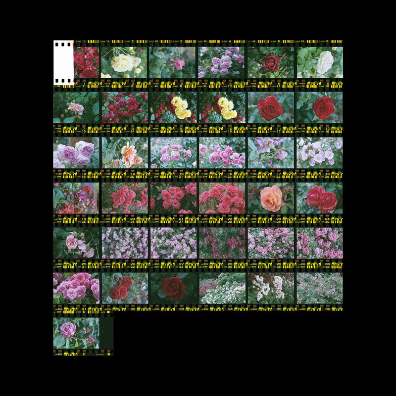 F2  + Micro-Nikkor-P.C Auto 55mm f3.5 + SUPERIA PREMIUM 400 + C41