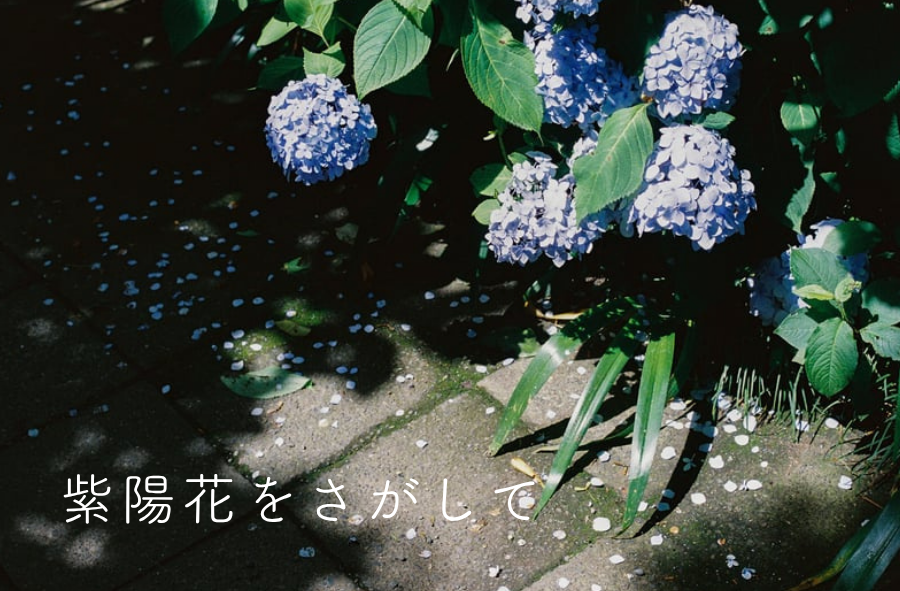 紫陽花をさがして