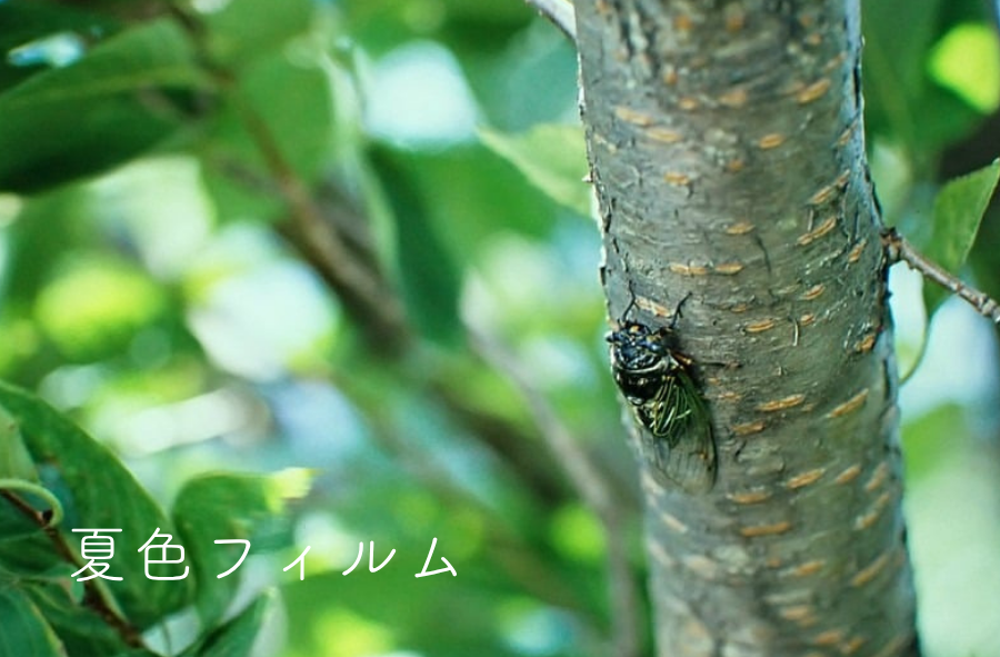 夏色フィルム